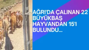 Ağrı’da Çalınan 22 Büyükbaş Hayvandan 15’i Bulundu