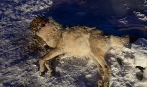 Kanser hastalığına iyi geliyor iddiasıyla kurt kafasını kestiler