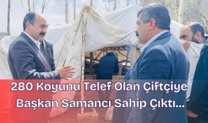 280 koyunu telef olan çiftçiye başkan samancı sahip çıktı